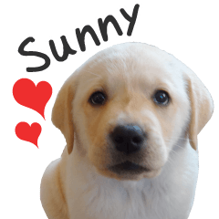 [LINEスタンプ] originalstamp*sunny