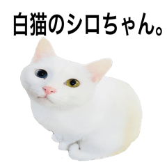 [LINEスタンプ] 白猫のシロ