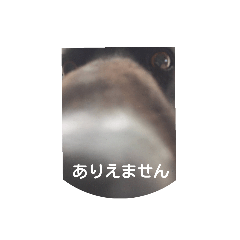 [LINEスタンプ] Black Dog＆Cat