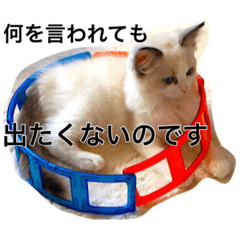 [LINEスタンプ] 我が屋のアイドル猫様。