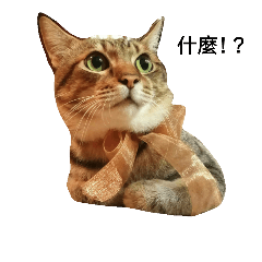 [LINEスタンプ] cute cat MouChu