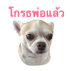 [LINEスタンプ] Pingpong dog