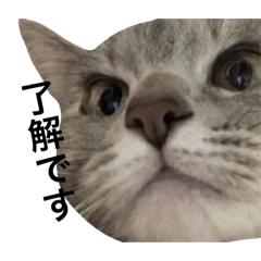 [LINEスタンプ] 猫のチップくん