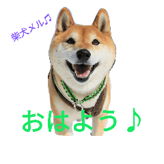 [LINEスタンプ] 柴犬メルのスタンプ♫