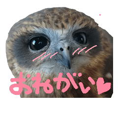 [LINEスタンプ] ふくろうのアンちゃん