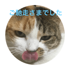 [LINEスタンプ] ちょっと丁寧な猫