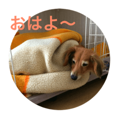 [LINEスタンプ] 愛犬のすたんぷ