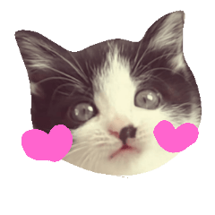 [LINEスタンプ] 白黒猫