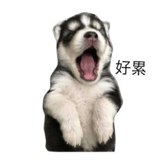 [LINEスタンプ] ha ha dog