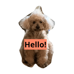 [LINEスタンプ] プードルのまはろさん