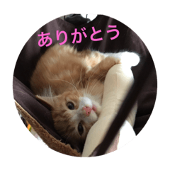 [LINEスタンプ] ちゃたろスタンプ