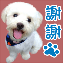 [LINEスタンプ] Fen's cute candy dog