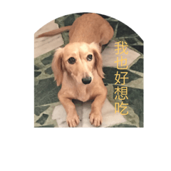 [LINEスタンプ] Wang small daily