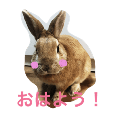 [LINEスタンプ] ウサギのチョッちゃん！