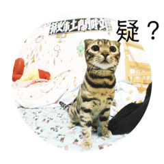 [LINEスタンプ] Our cat dondonxMiyaxNini