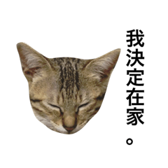 [LINEスタンプ] woo long noodle meow ~