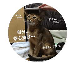 [LINEスタンプ] アビ君の気持ち