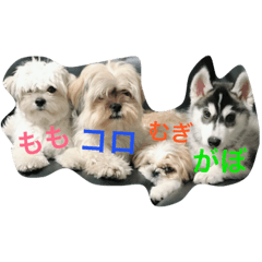 [LINEスタンプ] ころももむぎがぼ 愛犬