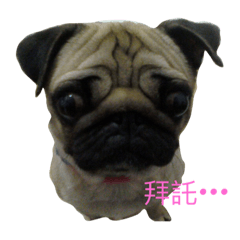 [LINEスタンプ] She's a cute pug