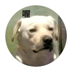 [LINEスタンプ] big dog dogの画像（メイン）