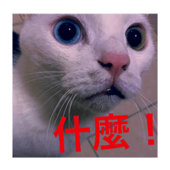 [LINEスタンプ] Cat every time