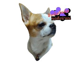 [LINEスタンプ] Kangkeng