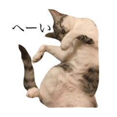 [LINEスタンプ] にゃんこ ねこ