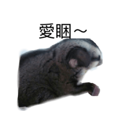 [LINEスタンプ] Sugar glider diary！