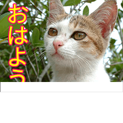 [LINEスタンプ] 通信回線が重たく感じる写真スタンプ