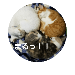 [LINEスタンプ] 福猫スタンプ(実写)①