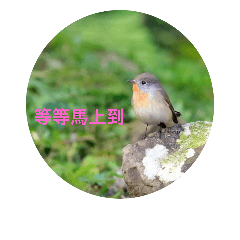 [LINEスタンプ] Cute birdie