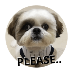 [LINEスタンプ] ACE the Shihtzu