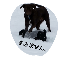 [LINEスタンプ] かわいいフランキーとついでのジョン