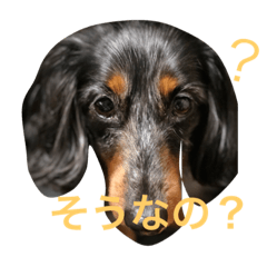 [LINEスタンプ] ダックスココ