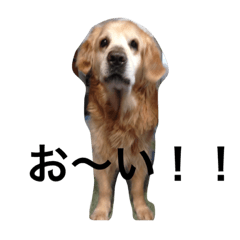 [LINEスタンプ] 家族SANPu