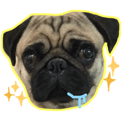 [LINEスタンプ] Pug Pug fat_