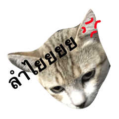 [LINEスタンプ] C.cat  VS D.dog