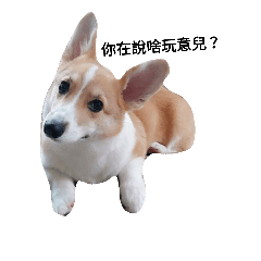 [LINEスタンプ] Corgi-Orange