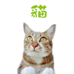 [LINEスタンプ] We are cat slaves