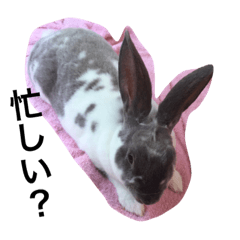 [LINEスタンプ] usagi cute7