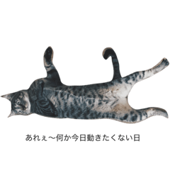 [LINEスタンプ] 猫の一言 ハヌル君とたまにソラたん