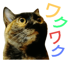 [LINEスタンプ] サビ猫ミィちゃんの写真スタンプ3