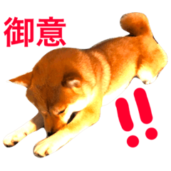 [LINEスタンプ] 豆柴犬しえるさま6