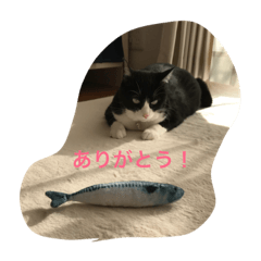 [LINEスタンプ] ねこのあずきちゃん