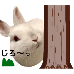 [LINEスタンプ] ネザーランド・ドワーフのエド 2