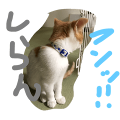 [LINEスタンプ] 吾輩は京である