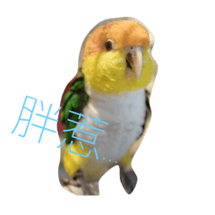 [LINEスタンプ] parrots usual lll