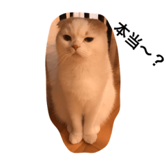 [LINEスタンプ] Ollycat 5