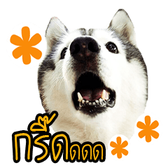 [LINEスタンプ] Dog Club No 4