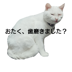 [LINEスタンプ] 猫と爬虫類